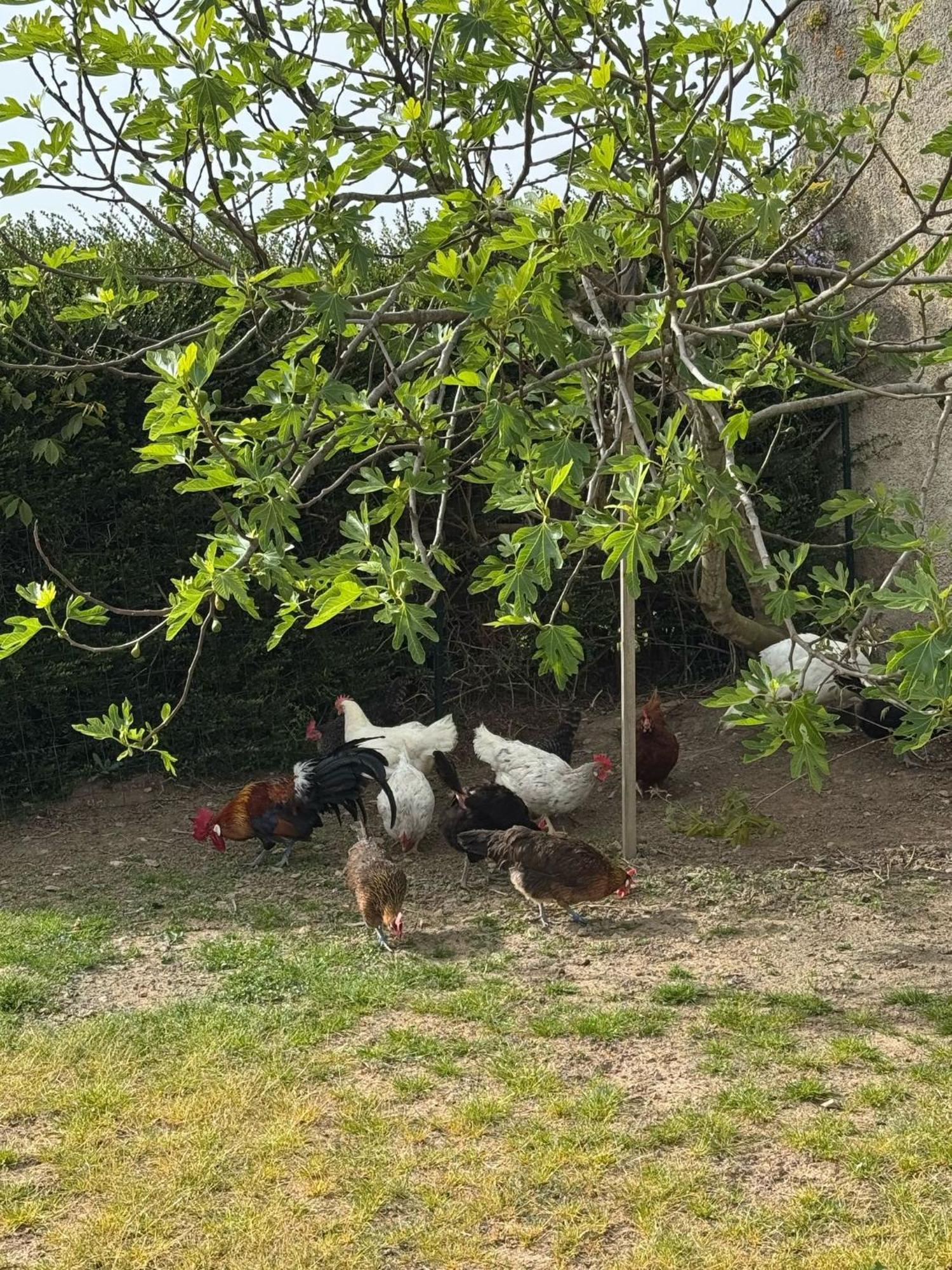Gite A La Ferme Le Rousset Dış mekan fotoğraf